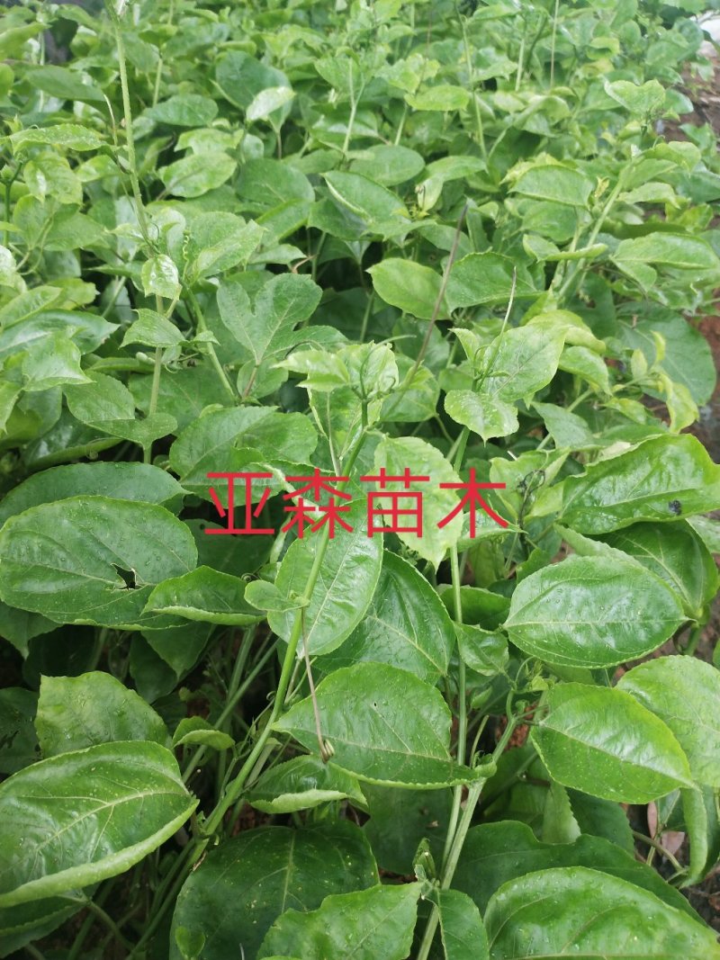 黄金百香果嫁接苗