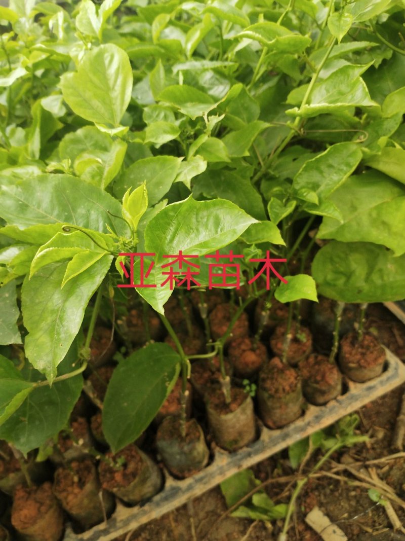 黄金百香果嫁接苗
