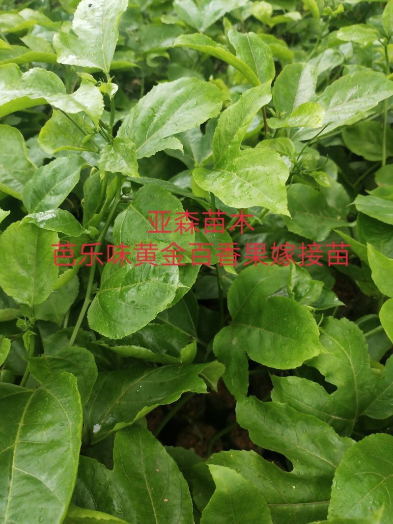 黄金百香果嫁接苗