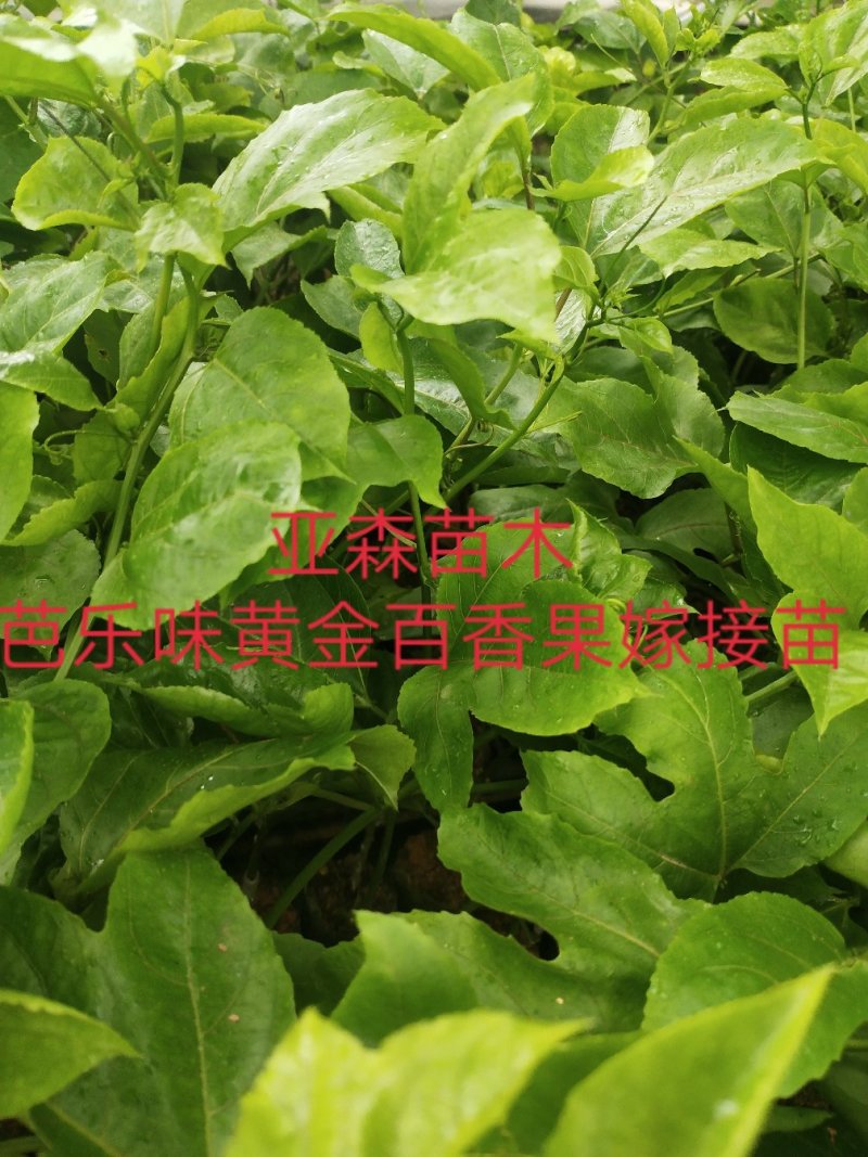 黄金百香果嫁接苗