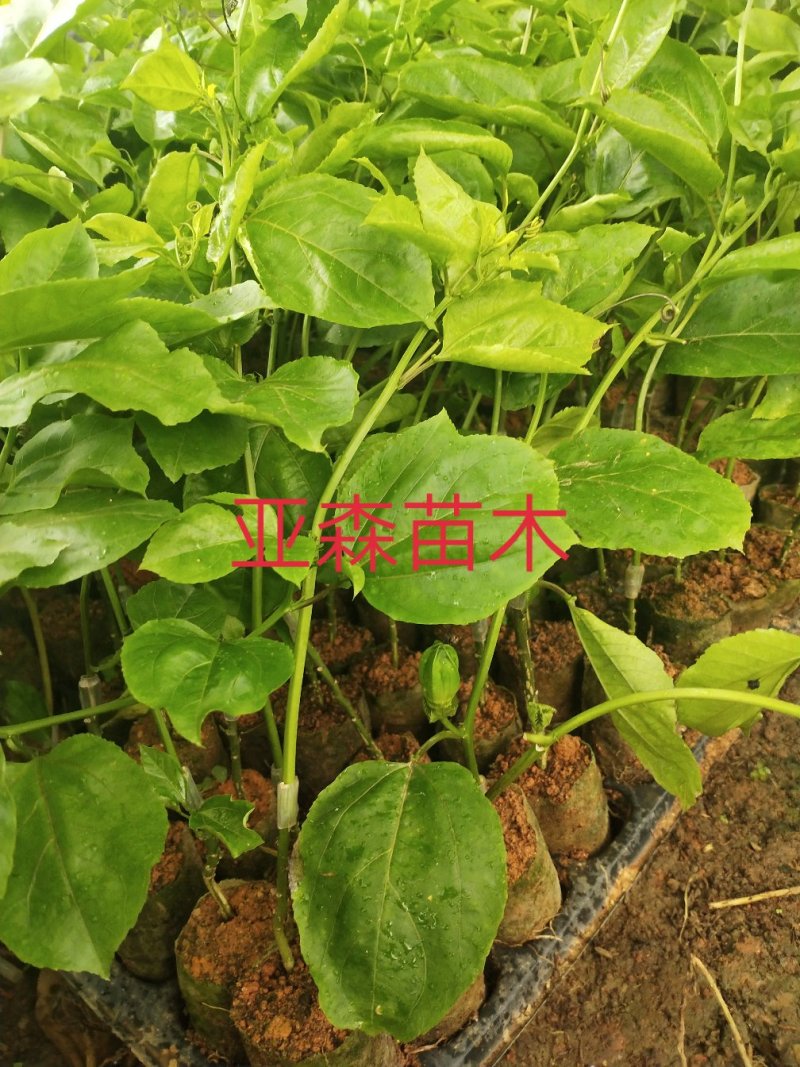 黄金百香果嫁接苗