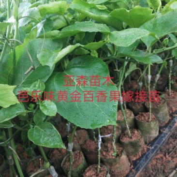 黄金百香果嫁接苗