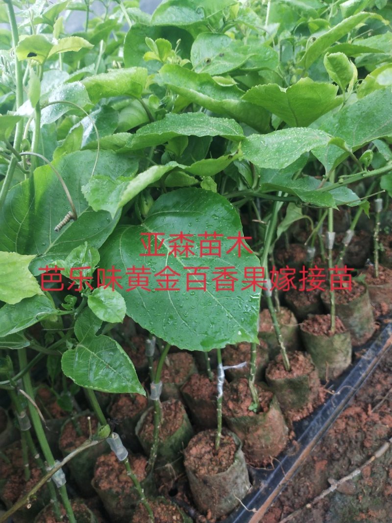 黄金百香果嫁接苗