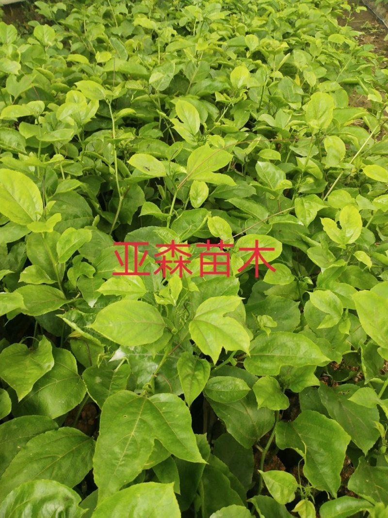 黄金百香果嫁接苗