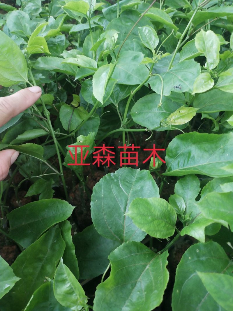 黄金百香果嫁接苗