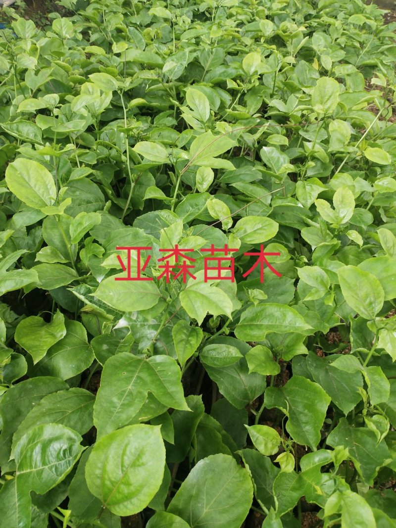 黄金百香果嫁接苗