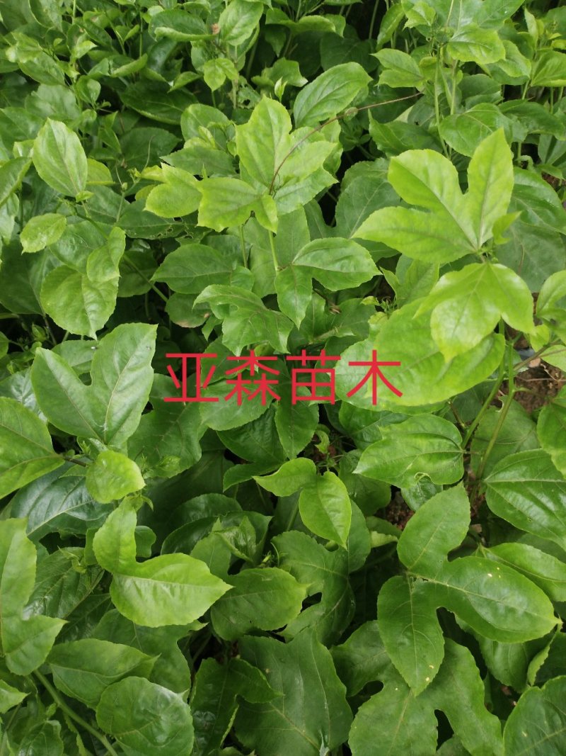 黄金百香果嫁接苗
