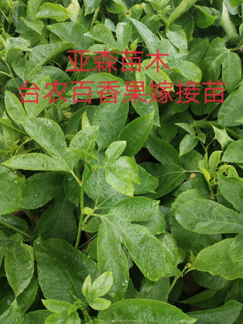 黄金百香果嫁接苗