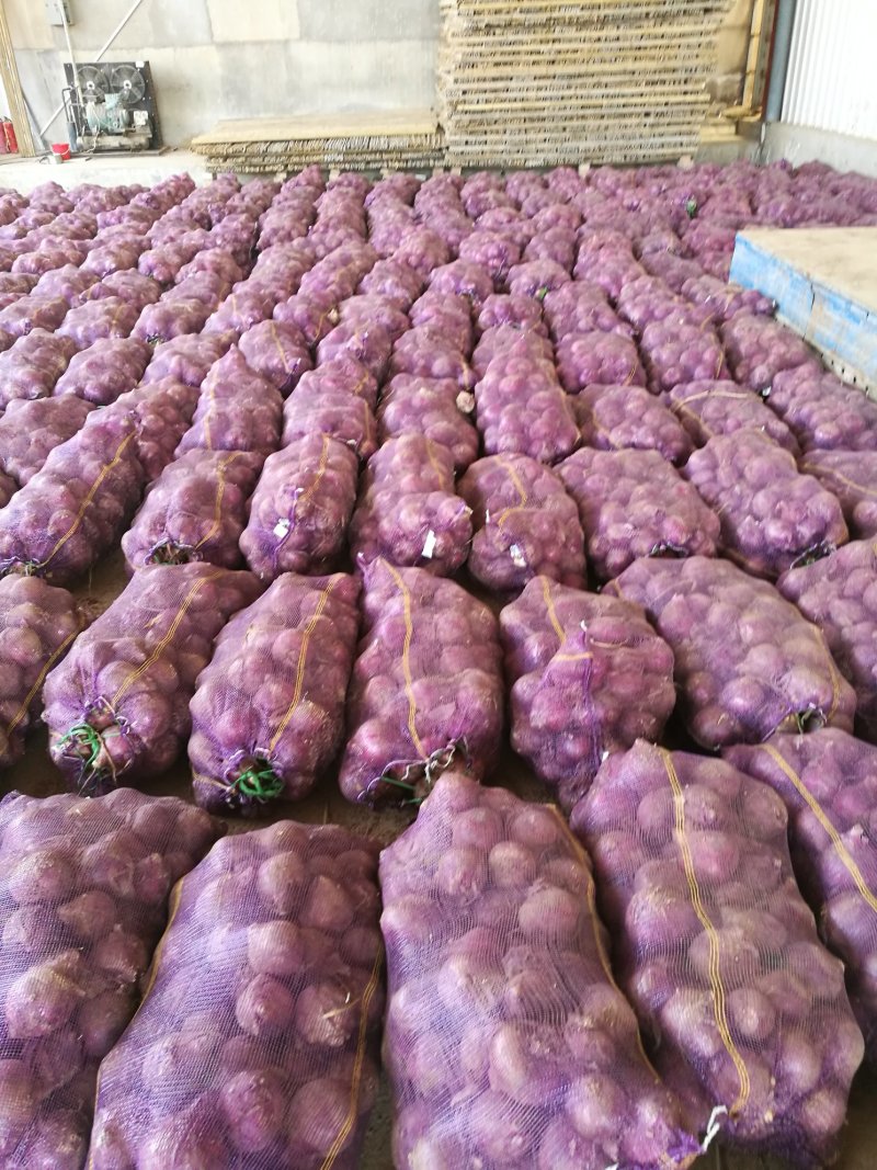 陕西三原县鲁桥镇/库存洋葱大量有货！！！
