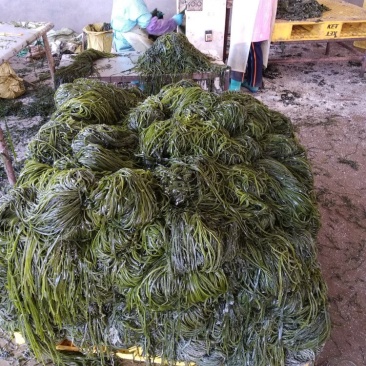 正宗山东荣成海带丝边丝袋装每袋30斤顺风车物流发贷
