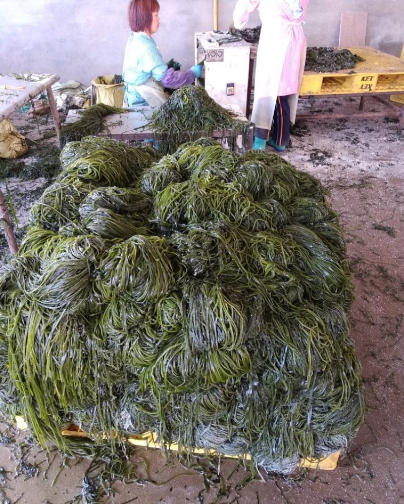 正宗山东荣成海带丝边丝袋装每袋30斤顺风车物流发贷