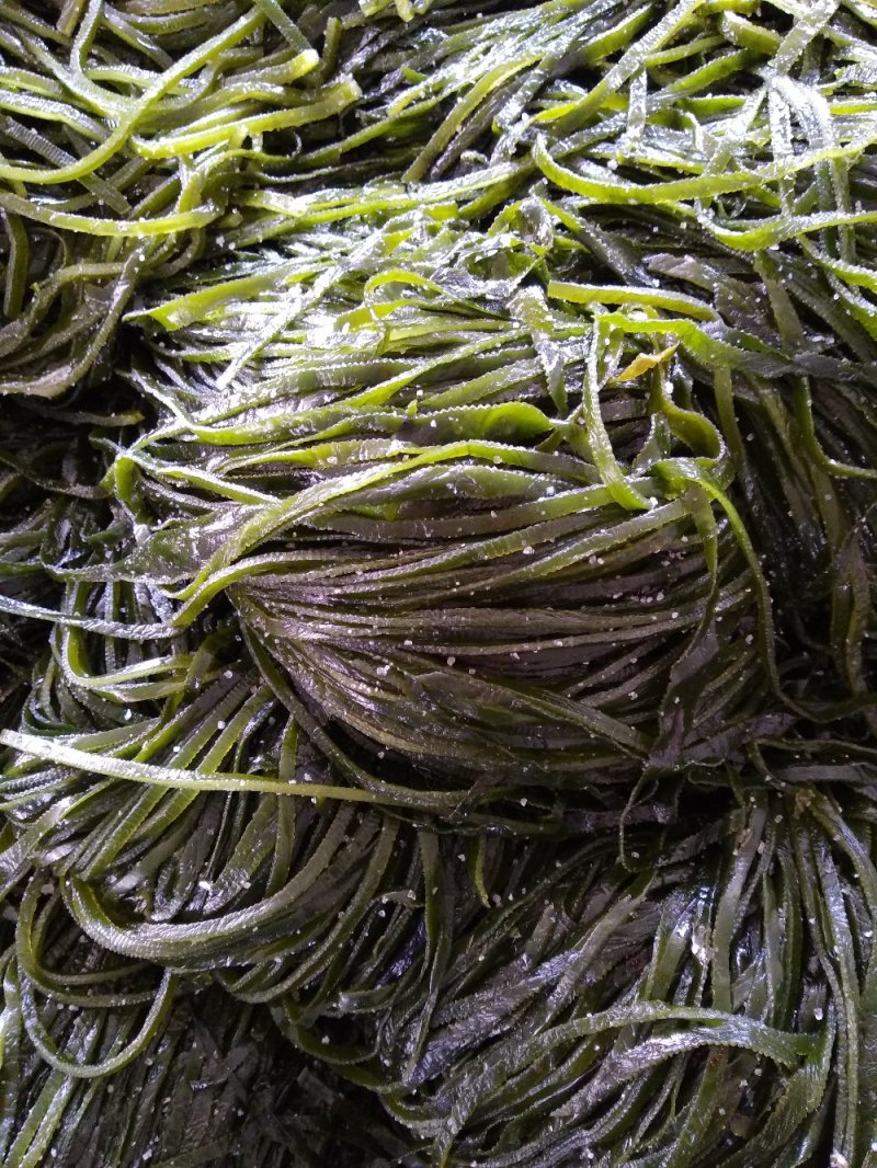 正宗山东荣成海带丝边丝袋装每袋30斤顺风车物流发贷