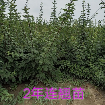 低价处理高产药用连翘苗1年2年3年苗易成活