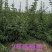 低价处理高产药用连翘苗1年2年3年苗易成活