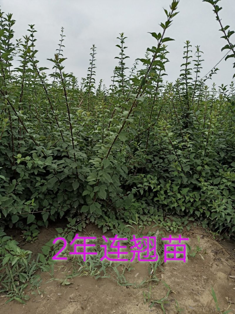 低价处理高产药用连翘苗1年2年3年苗易成活