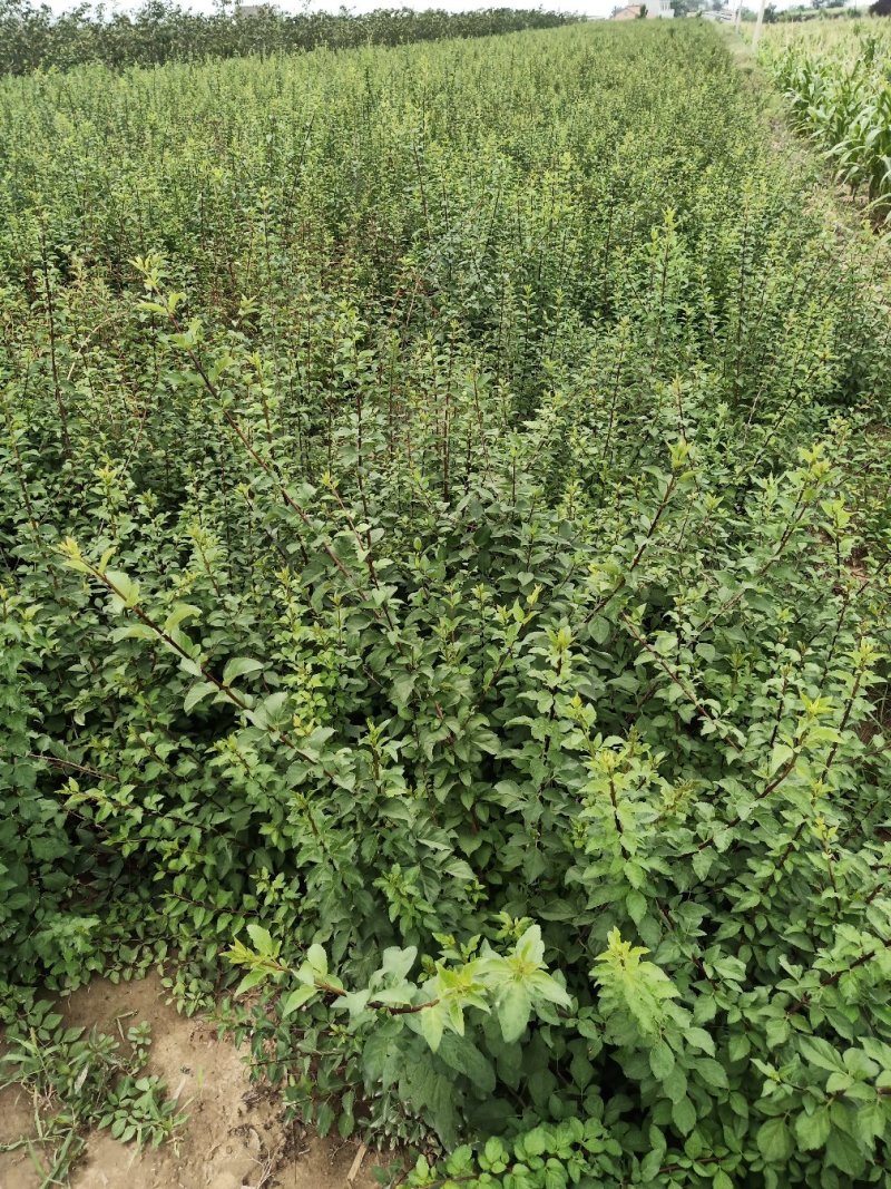 低价处理高产药用连翘苗1年2年3年苗易成活