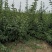 低价处理高产药用连翘苗1年2年3年苗易成活