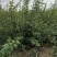 低价处理高产药用连翘苗1年2年3年苗易成活