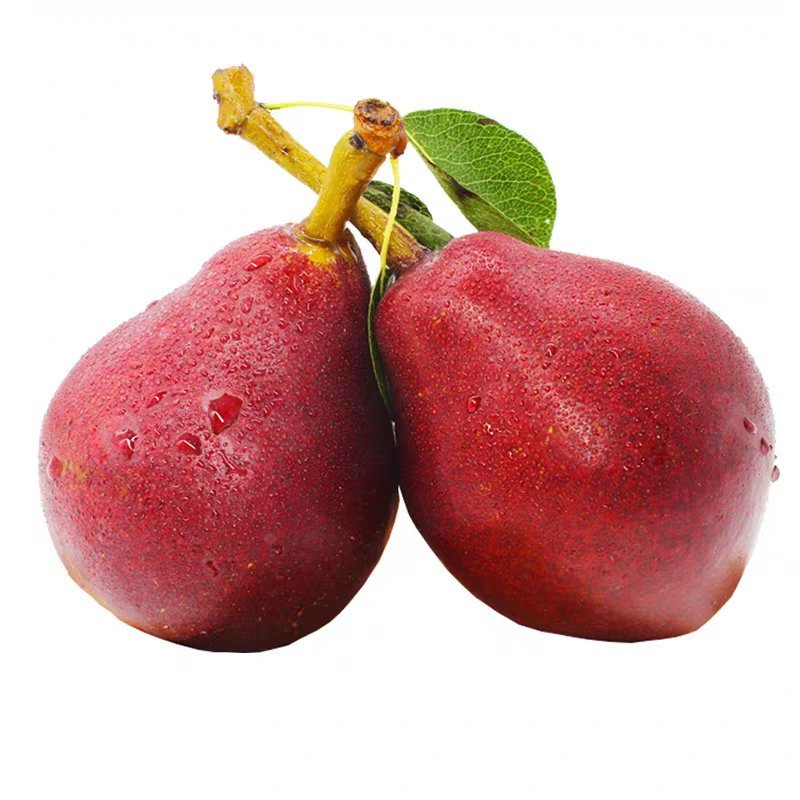 彩虹梨树苗