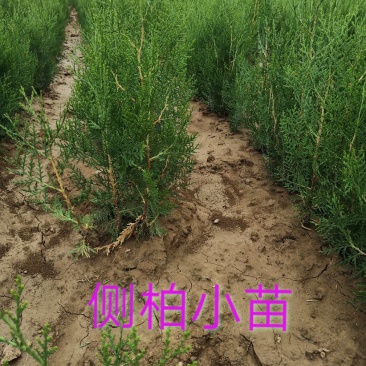 处理侧柏苗当年苗一年2年苗裸根苗量大批发