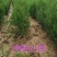 处理侧柏苗当年苗一年2年苗裸根苗量大批发