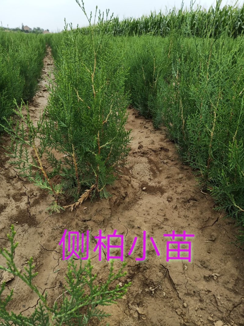 处理侧柏苗当年苗一年2年苗裸根苗量大批发
