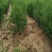处理侧柏苗当年苗一年2年苗裸根苗量大批发