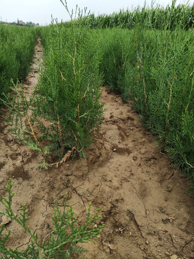 处理侧柏苗当年苗一年2年苗裸根苗量大批发
