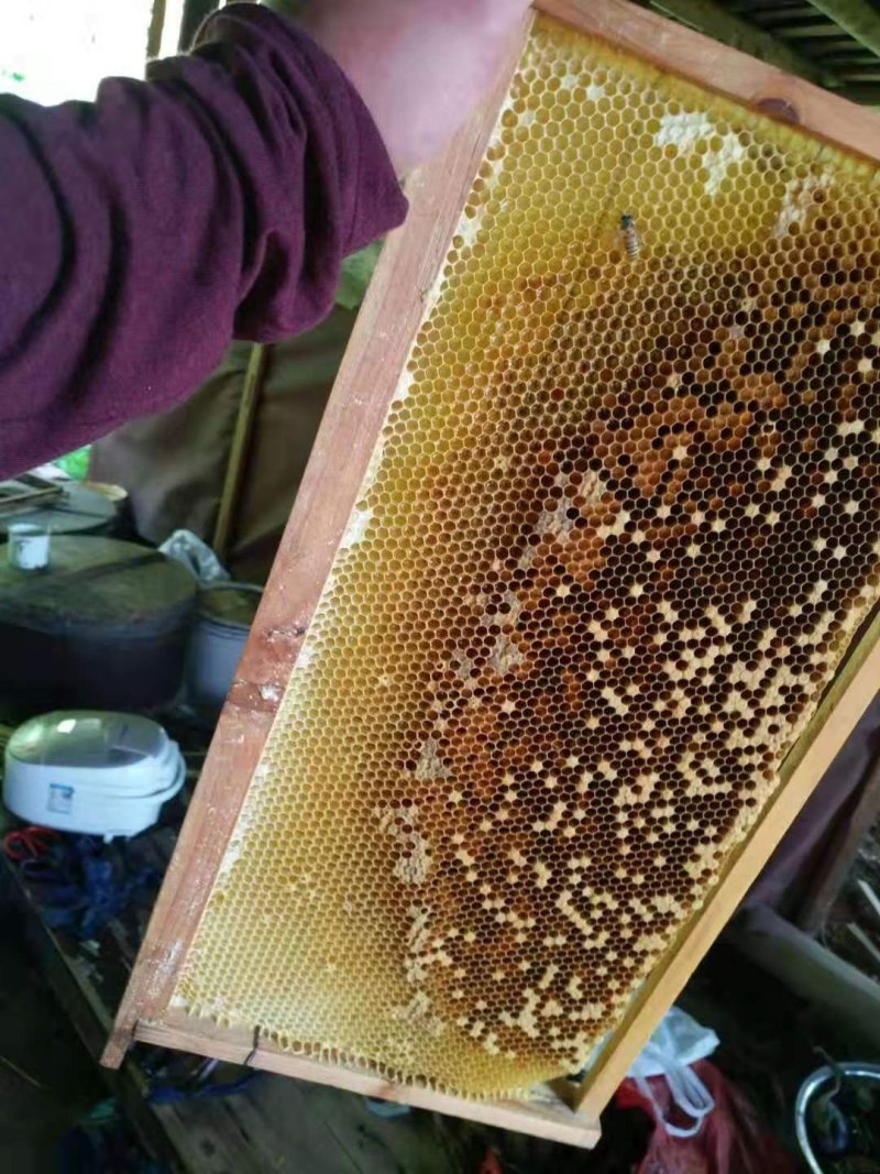 真宗野生蜂蜜，深山老林的假一陪十。
