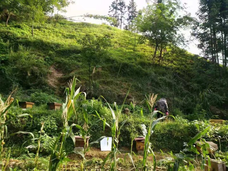 真宗野生蜂蜜，深山老林的假一陪十。