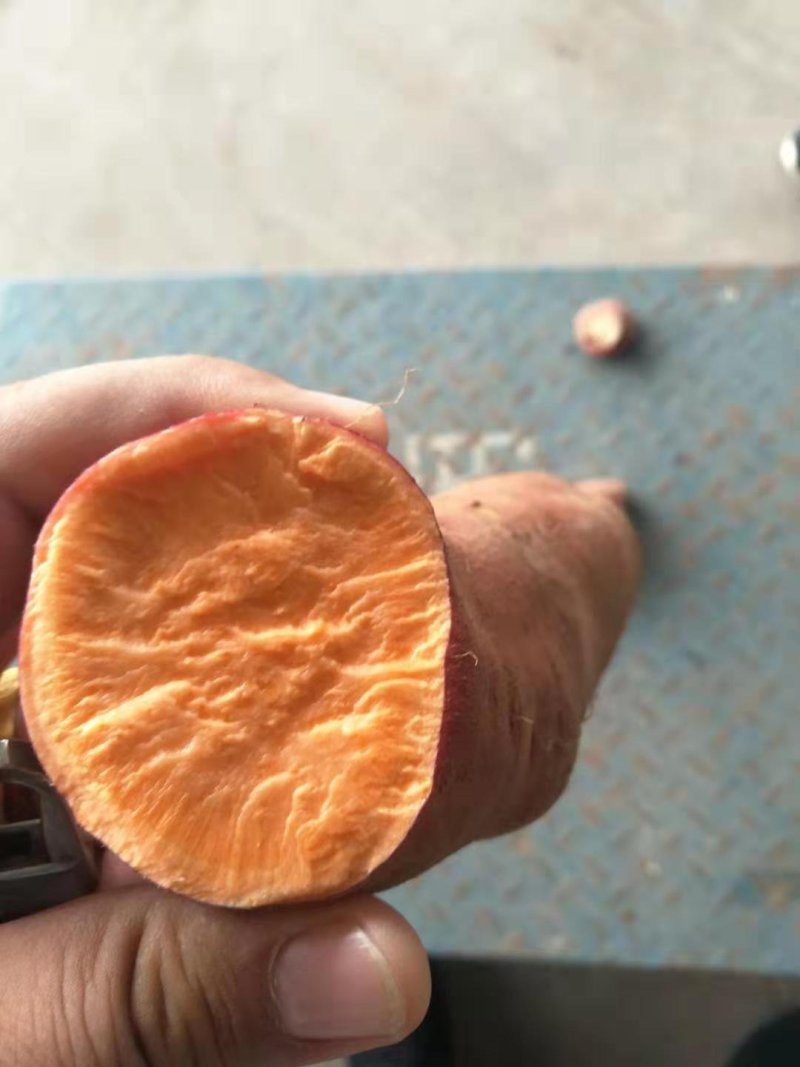 红薯龙薯九号品种纯正看货定价超市**