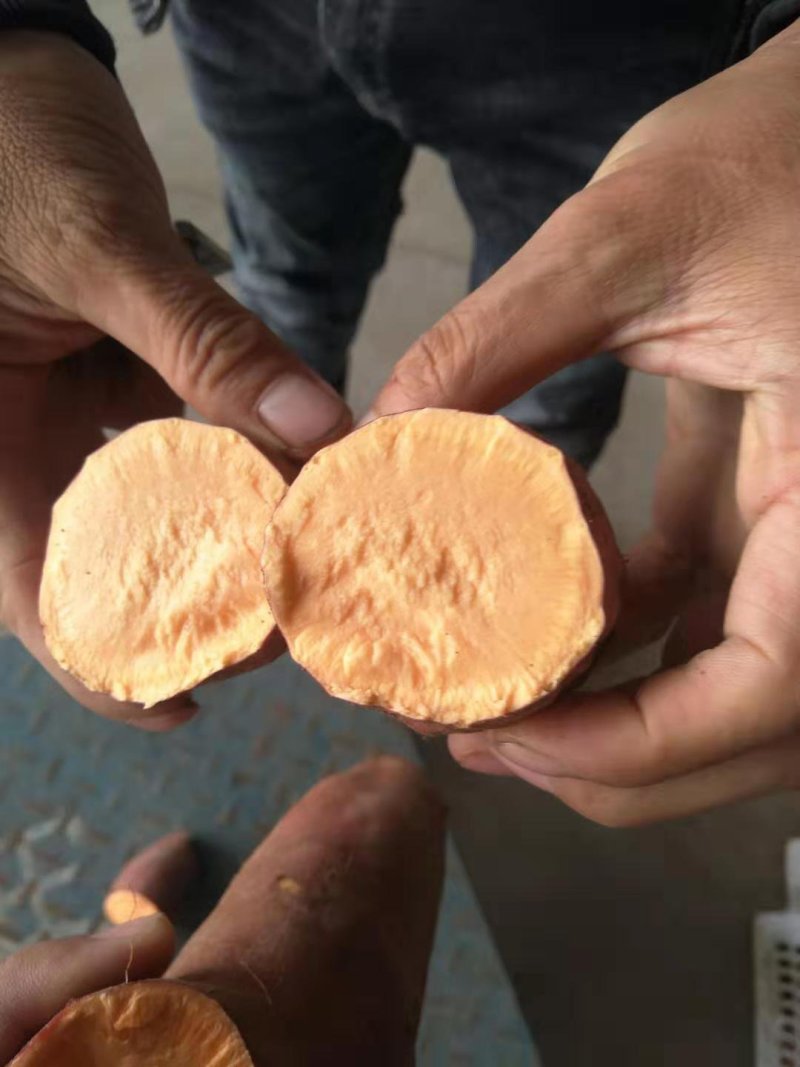 红薯龙薯九号品种纯正看货定价超市**