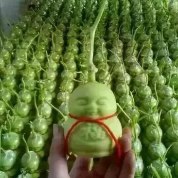 有机黄瓜