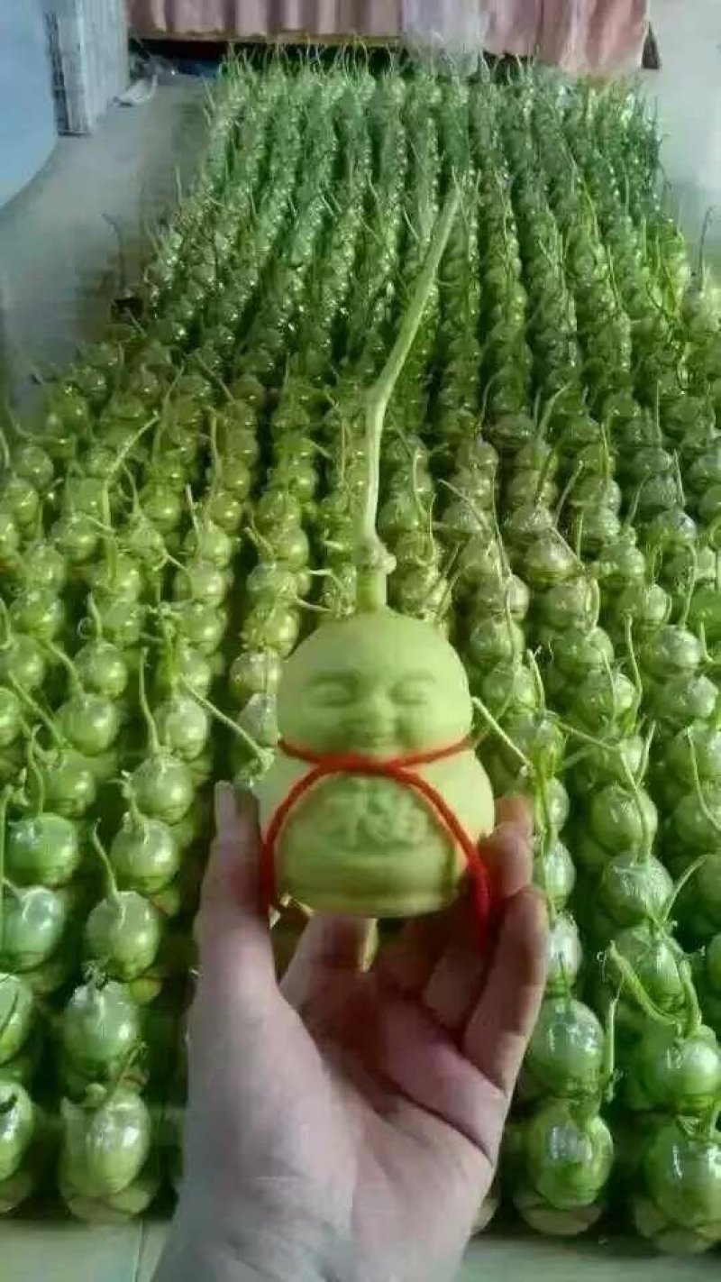 有机黄瓜