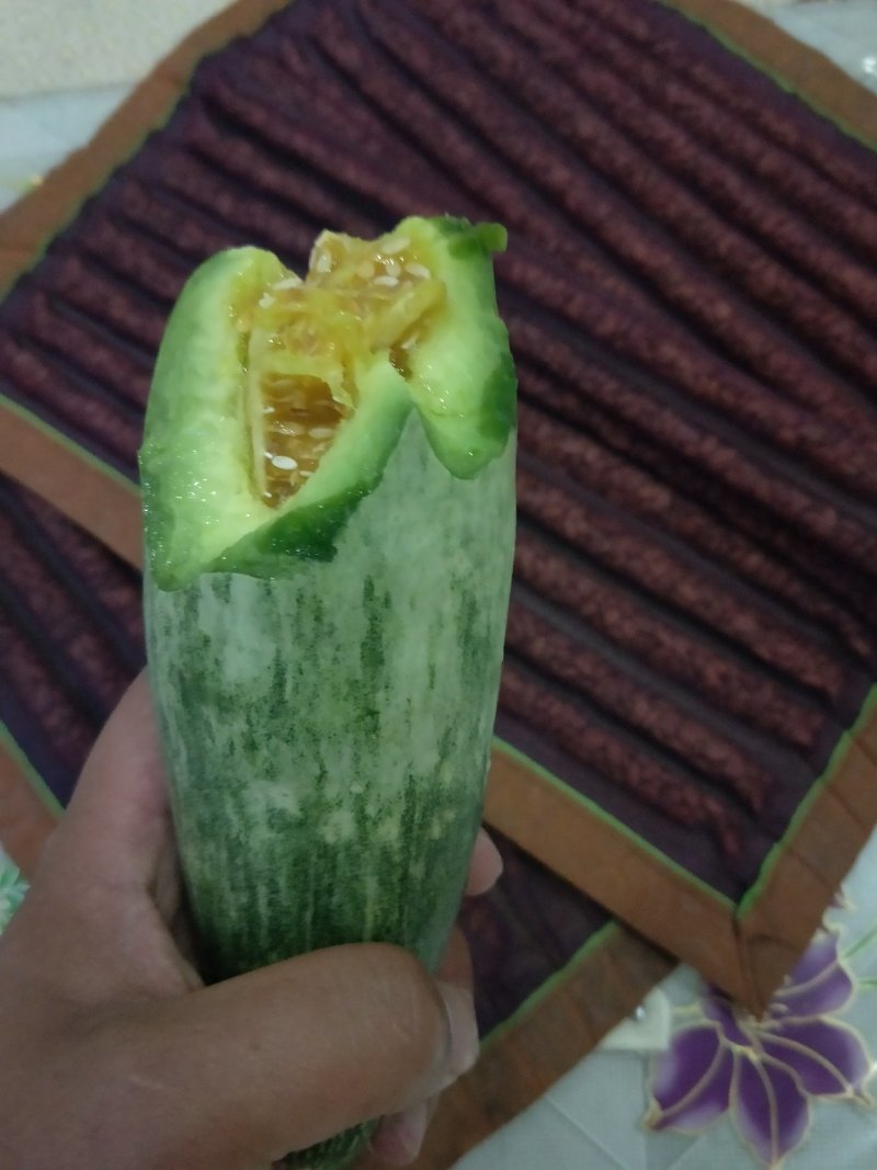 有机黄瓜