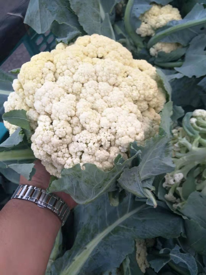 菜花一手货源，产地直销，诚信经营，欢迎采购电话联系