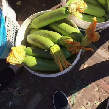 西葫芦，产地直销，一手货源，需要的电联洽谈合作