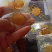 人参蜜片,鲜参蜜片,厂家直销