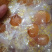 人参蜜片,鲜参蜜片,厂家直销