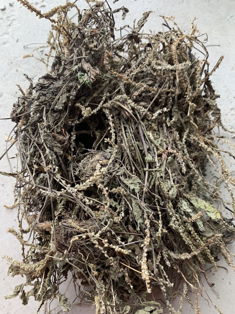 车前草大货，批发1000多种草药，冷背药材