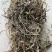 车前草大货，批发1000多种草药，冷背药材