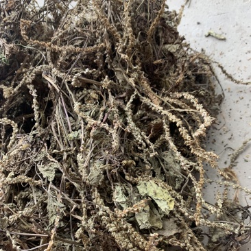 车前草大货，批发1000多种草药，冷背药材