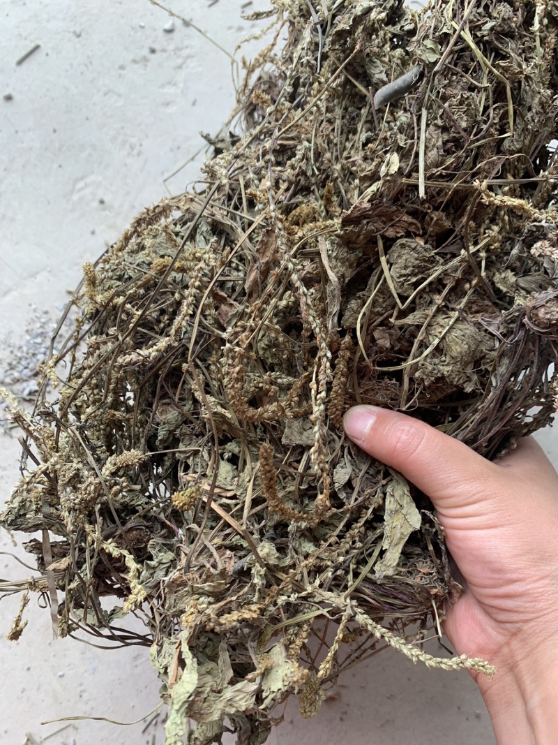 车前草大货，批发1000多种草药，冷背药材