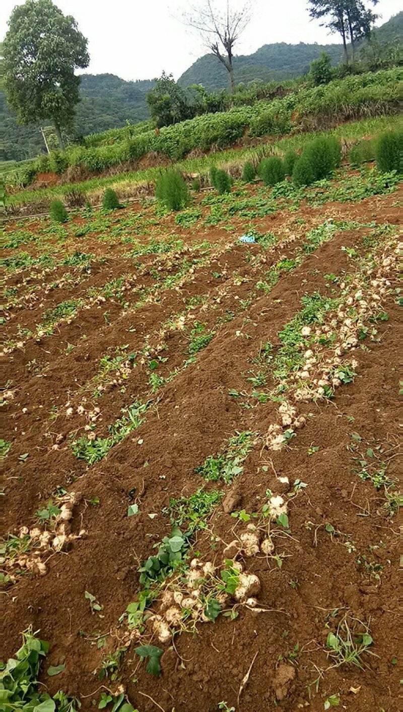 镇宁优质凉薯：薄皮嫩肉，脆甜可口。年总产量200万斤左右