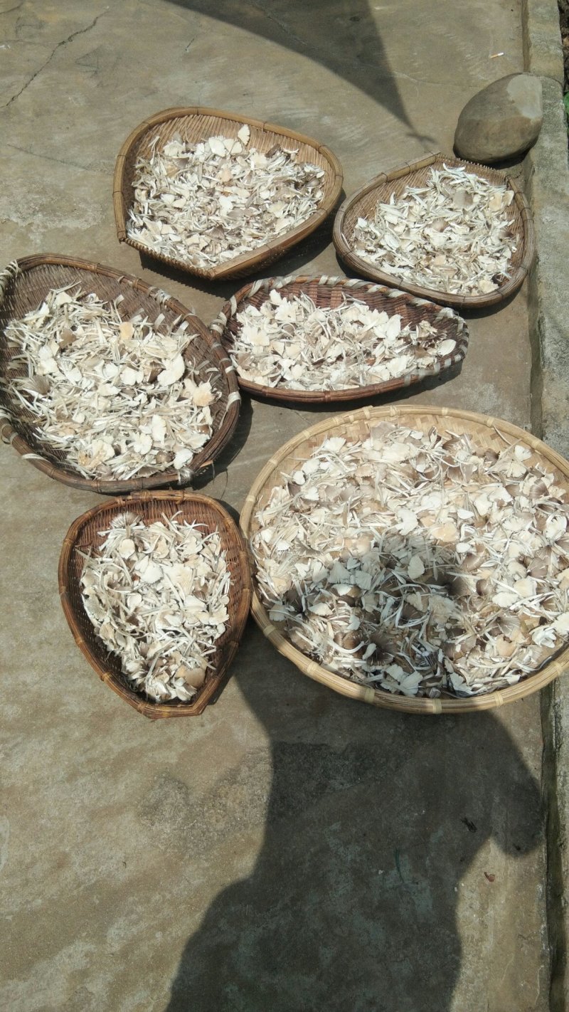 鸡枞