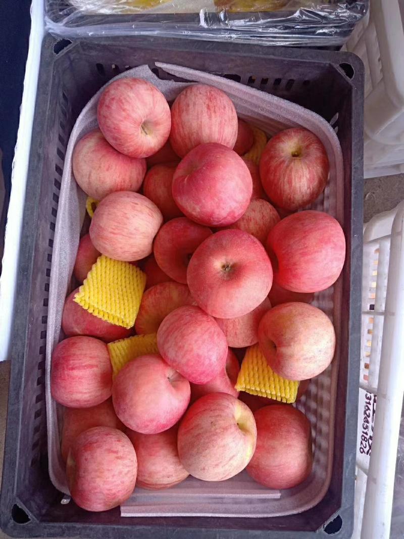 红富士苹果大量清库处理全国发货保质保量