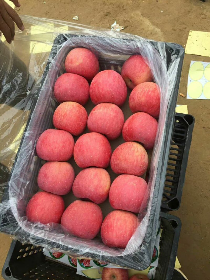 红富士苹果大量清库处理全国发货保质保量