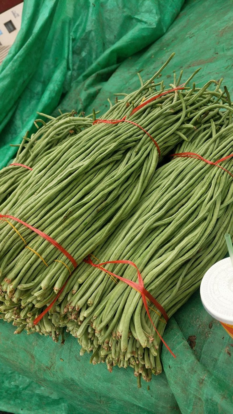 长豆角看上的来，现摘现卖