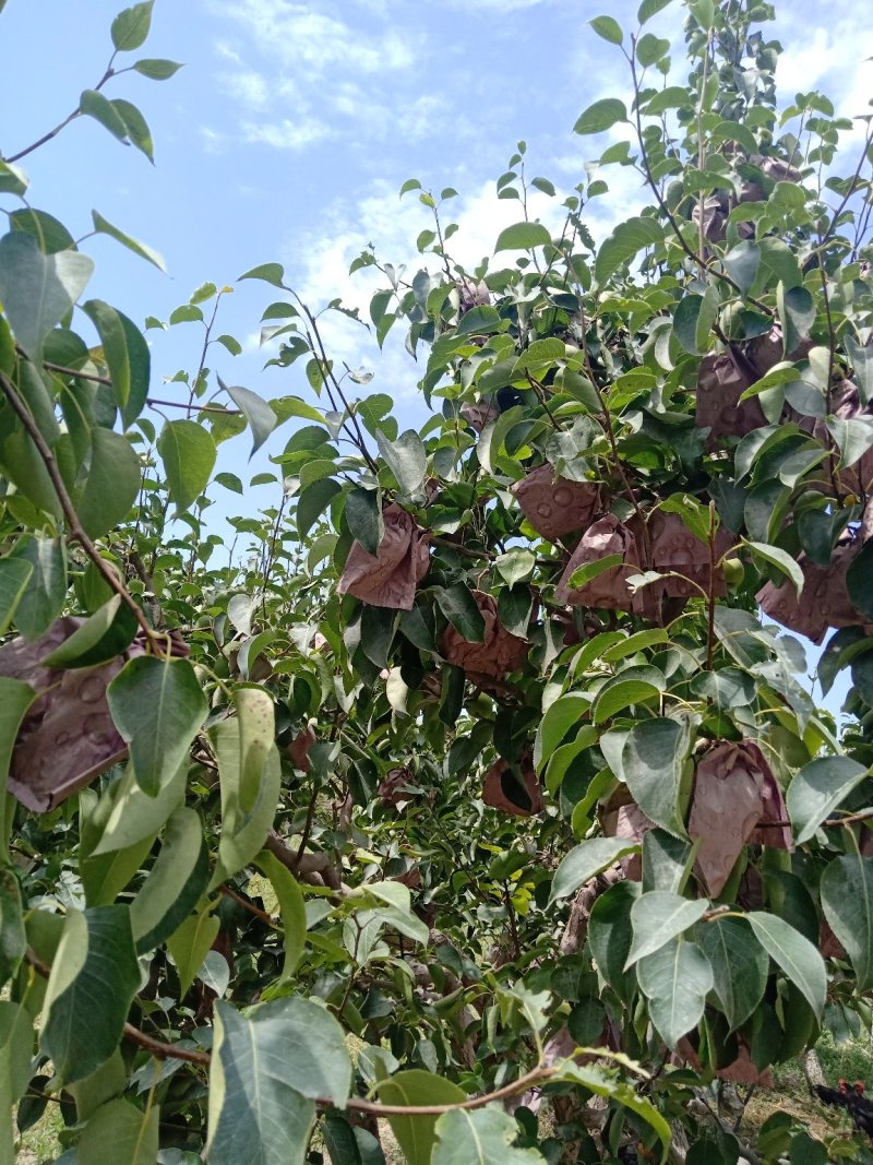 砀山梨，库尔勒香梨