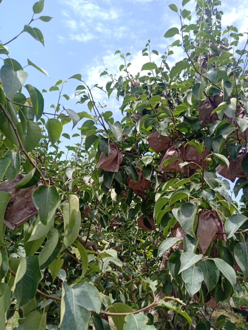 砀山梨，库尔勒香梨